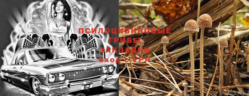 Галлюциногенные грибы Psilocybe  Балей 